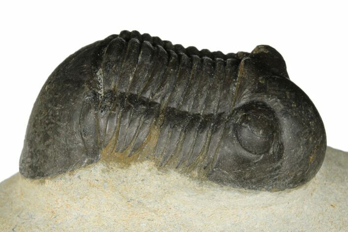 Bargain, Paralejurus Trilobite - Atchana, Morocco #186727